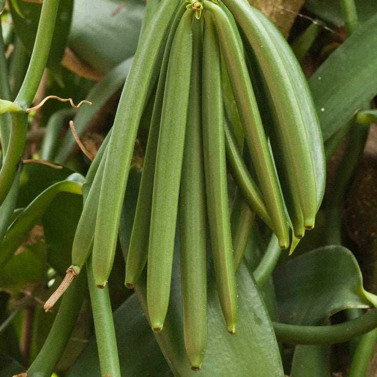 🌱 100% чистый органический ванильный порошок Бурбон – Мадагаскар, сорт А (50г)/XL